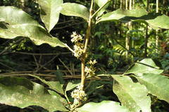 Glycosmis pentaphylla